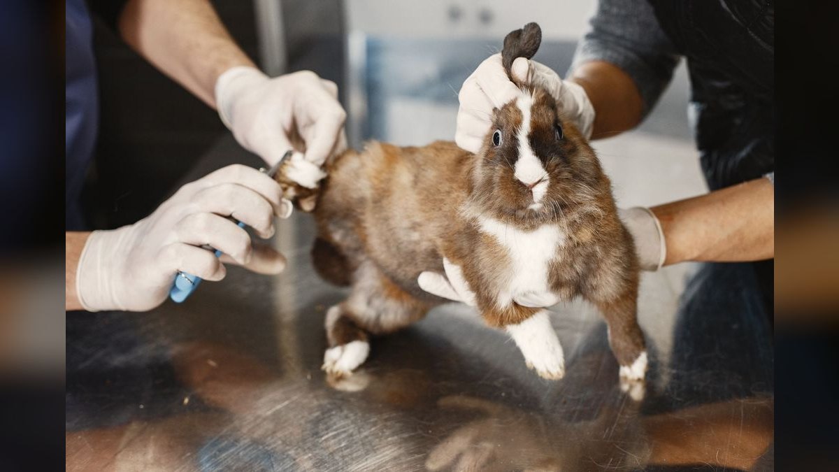 How do I trim my cat's nails safely at home — figure 5