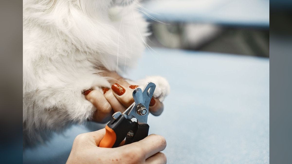 How do I trim my cat's nails safely at home?
