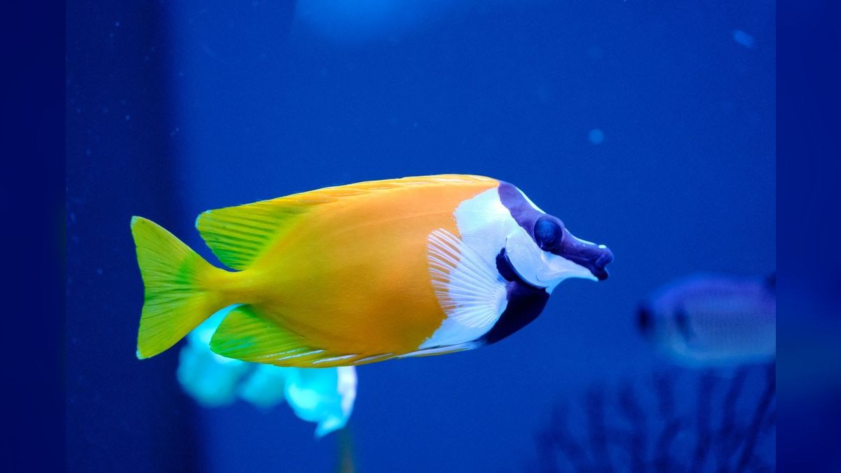 What are the signs of a healthy aquarium water cycle?