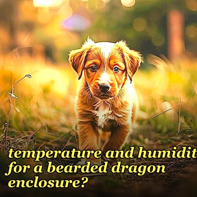 What is the correct temperature and humidity for a bearded dragon enclosure?