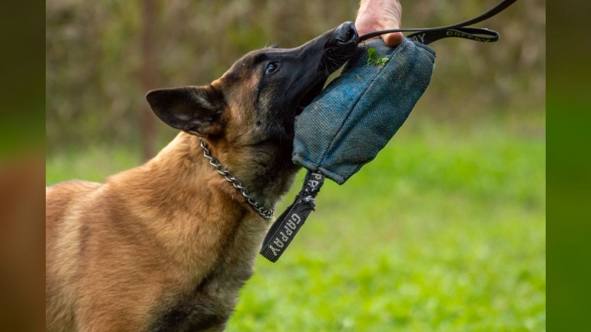 How do I stop my dog from pulling on the leash during walks — figure 3