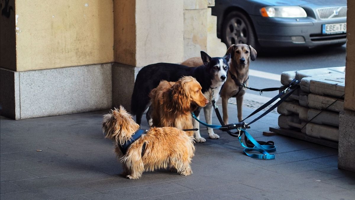 How do I stop my dog from pulling on the leash during walks — figure 4