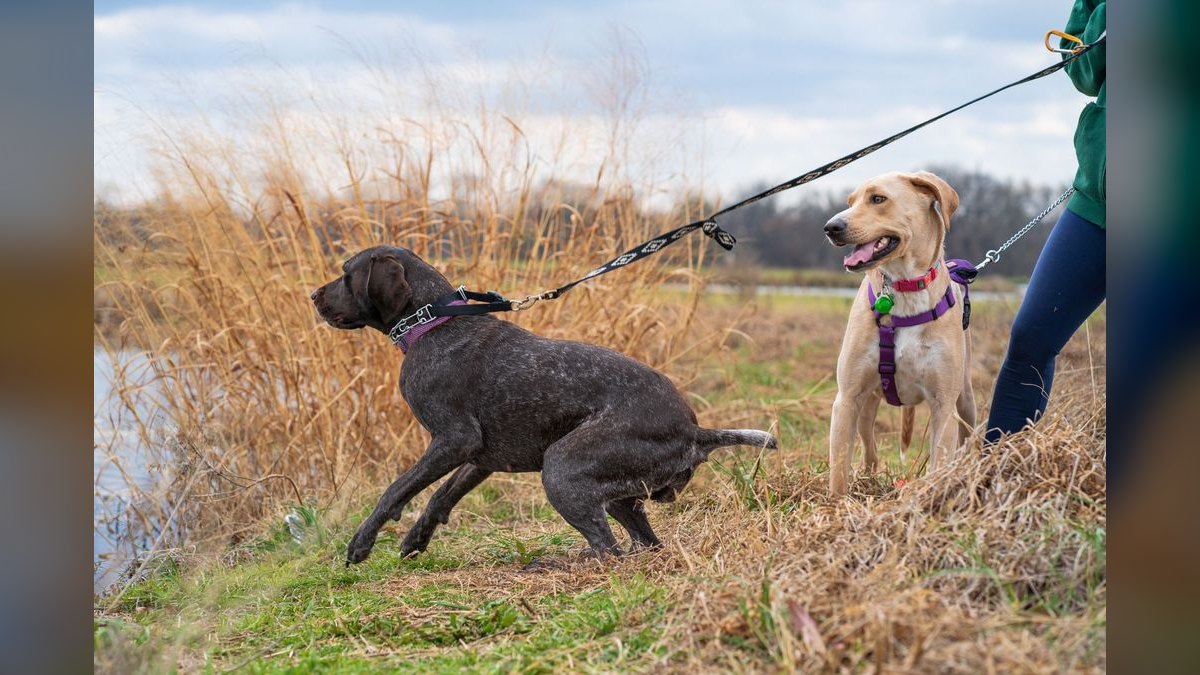 How do I stop my dog from pulling on the leash during walks — figure 5