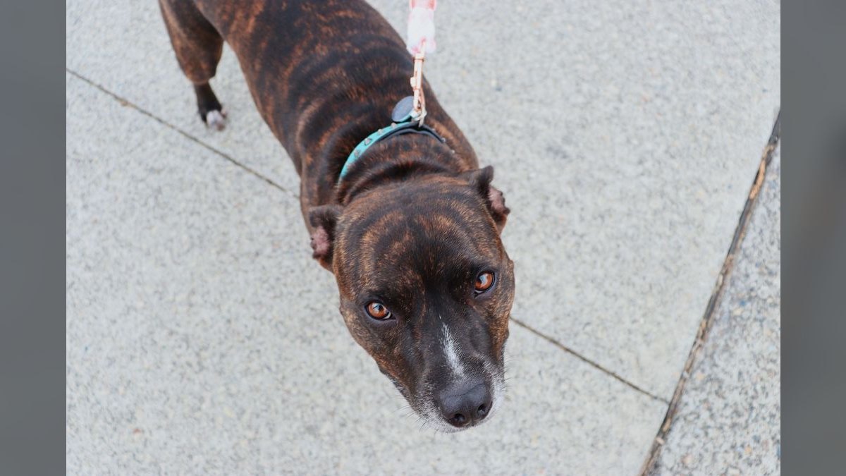 How do I stop my dog from pulling on the leash during walks — figure 6