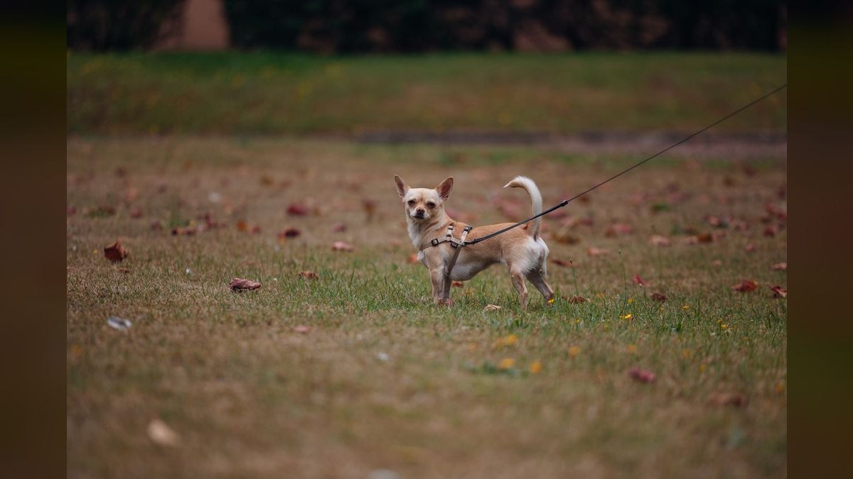 How do I stop my dog from pulling on the leash during walks?