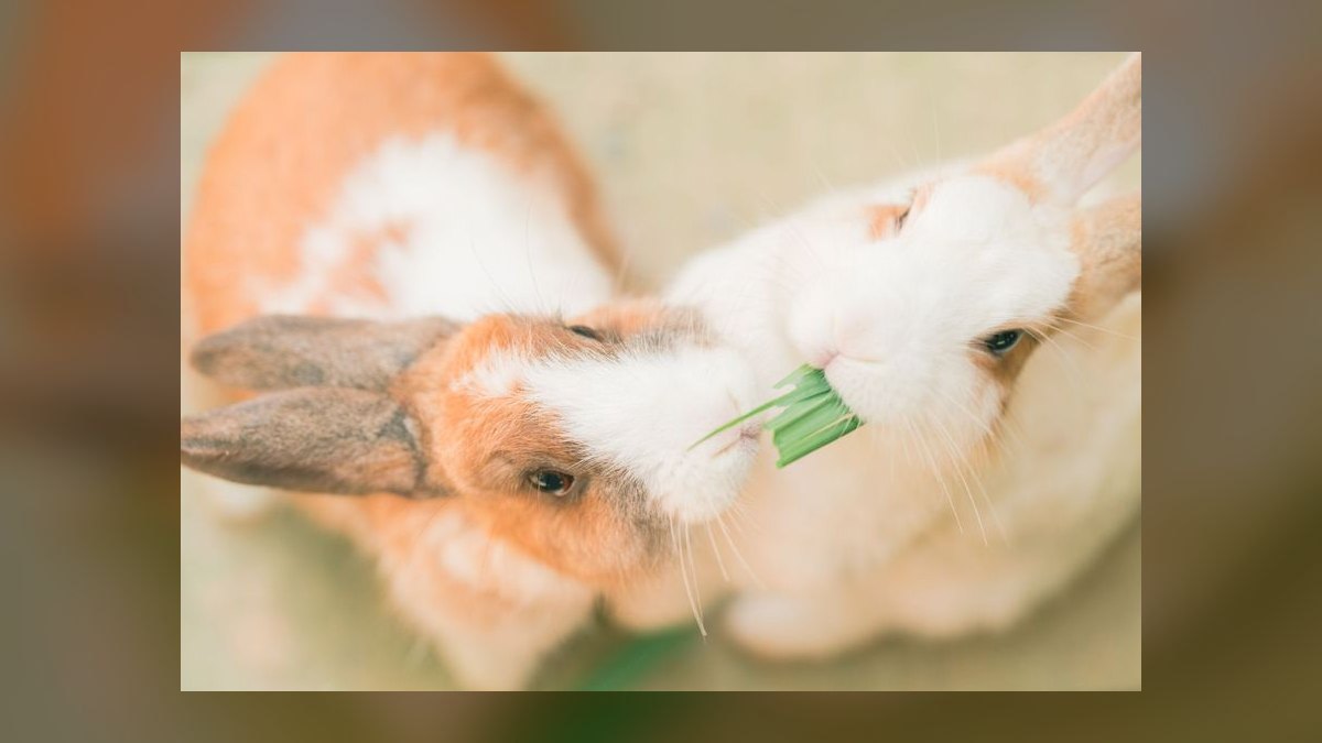 What vegetables are safe for rabbits to eat daily — figure 2