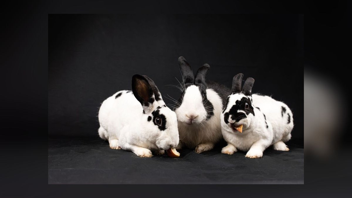 What vegetables are safe for rabbits to eat daily — figure 3