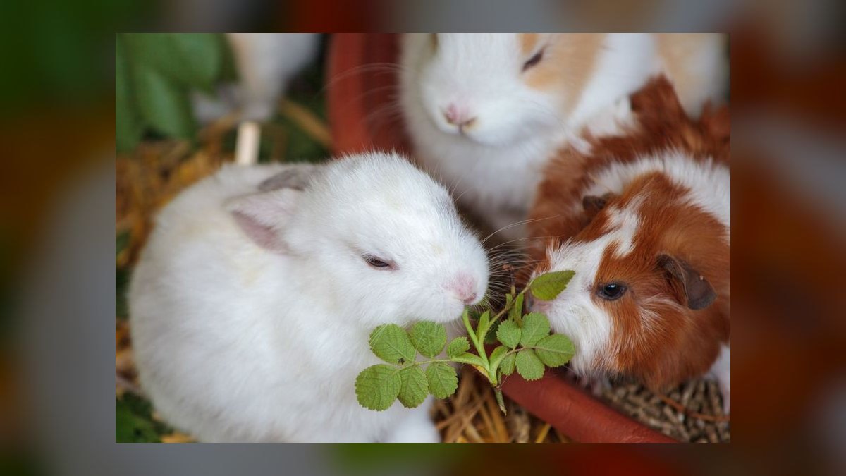 What vegetables are safe for rabbits to eat daily — figure 4