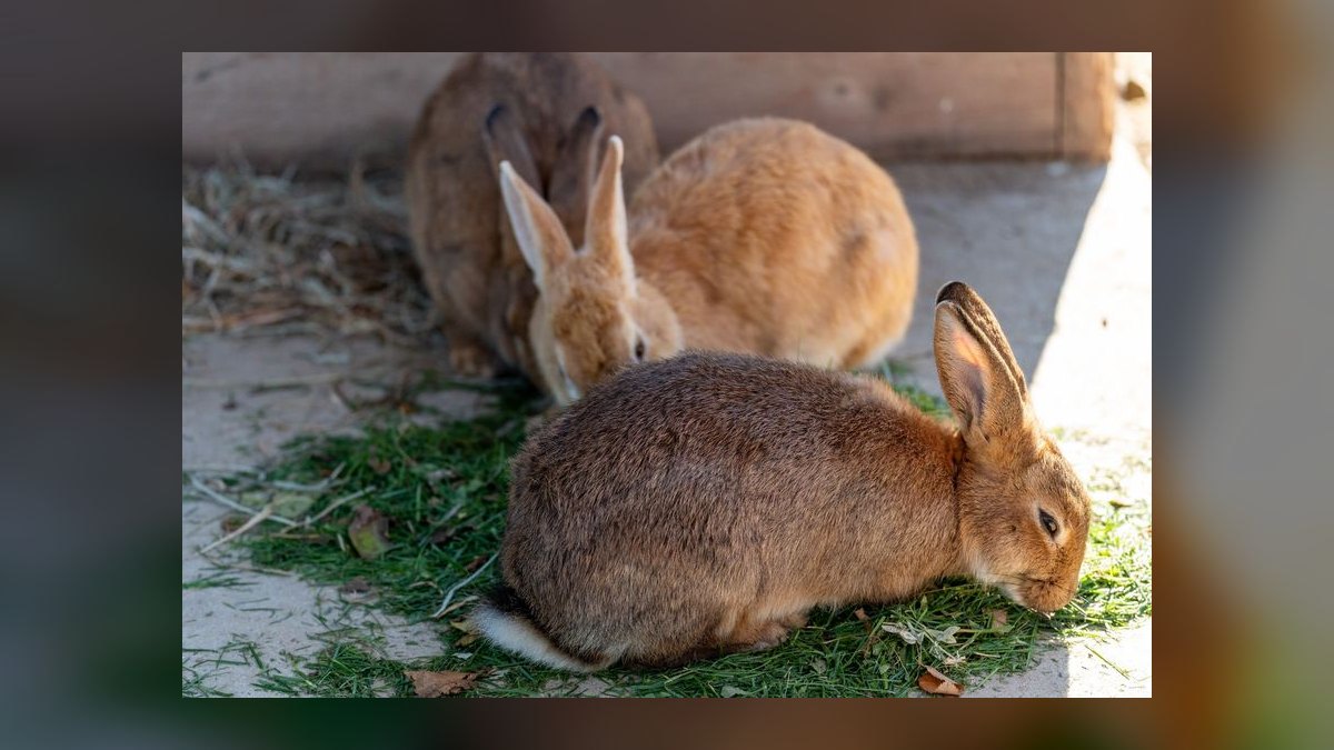 What vegetables are safe for rabbits to eat daily — figure 5