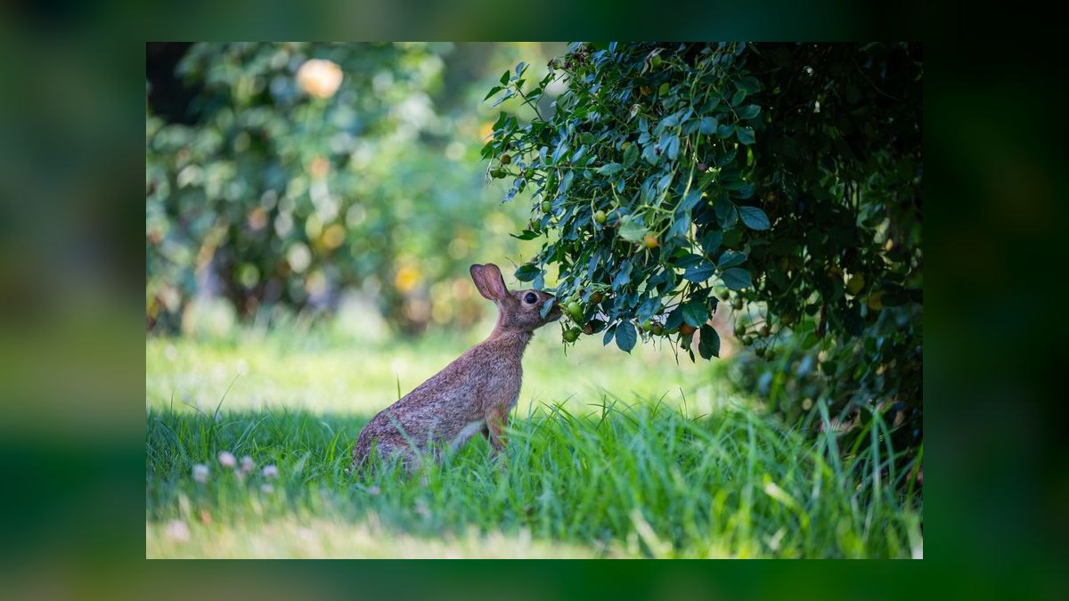 What vegetables are safe for rabbits to eat daily — figure 6