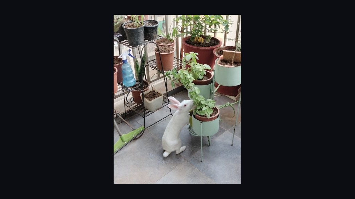 What vegetables are safe for rabbits to eat daily — figure 7