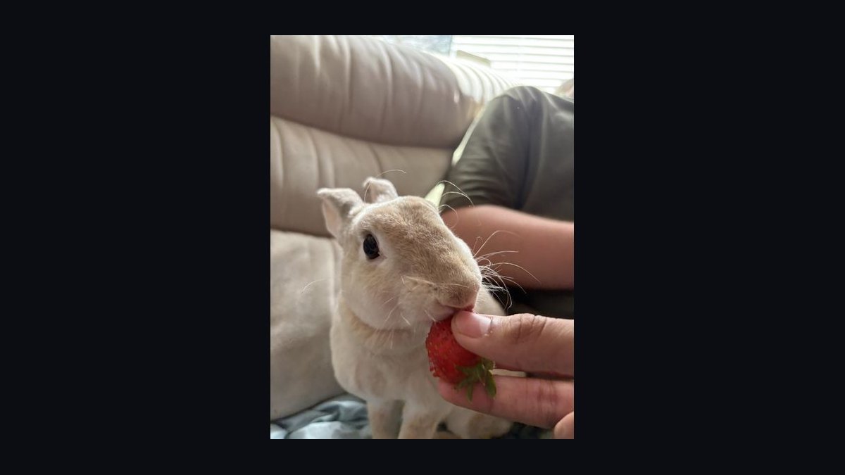 What vegetables are safe for rabbits to eat daily — figure 8