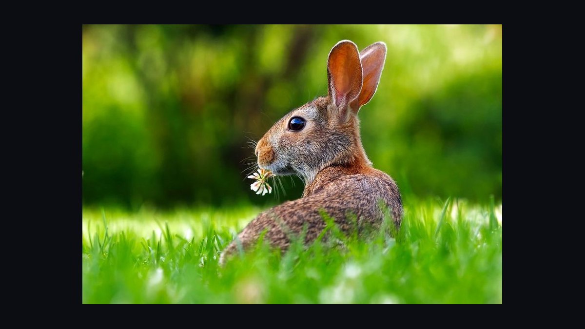 What vegetables are safe for rabbits to eat daily?