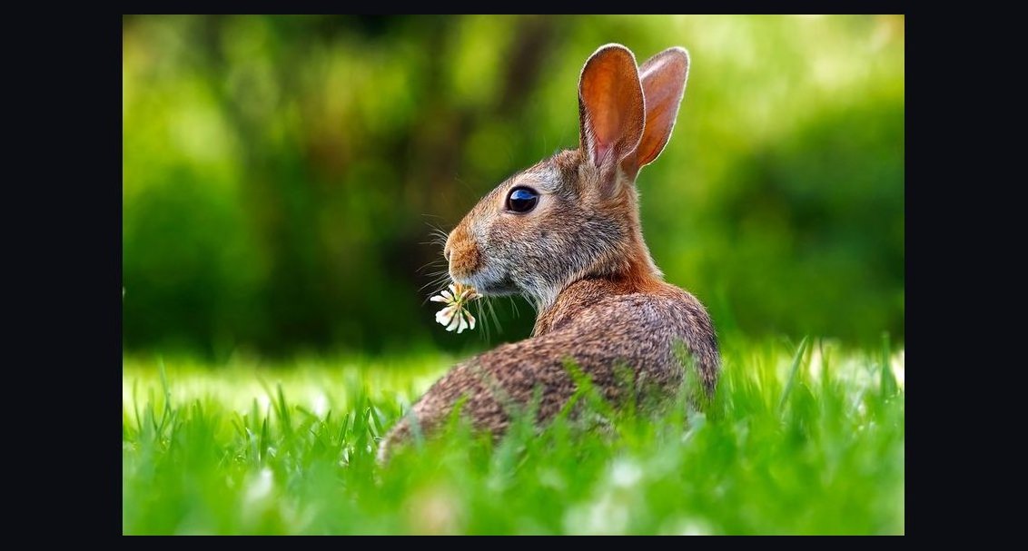 What vegetables are safe for rabbits to eat daily?