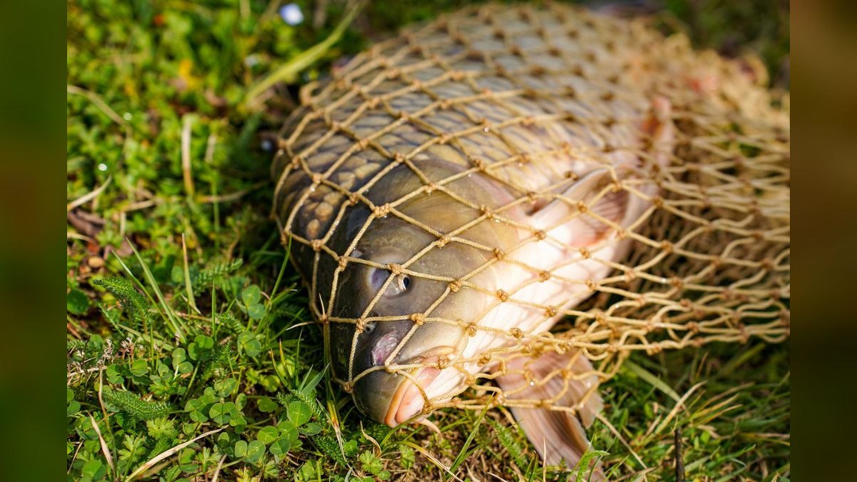 How do I treat fin rot in freshwater fish without medication — figure 6