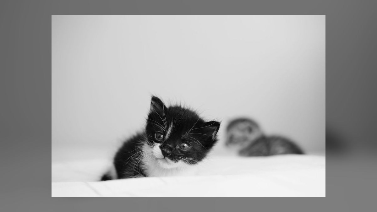 How do I introduce a new cat to my resident cat peacefully — figure 2