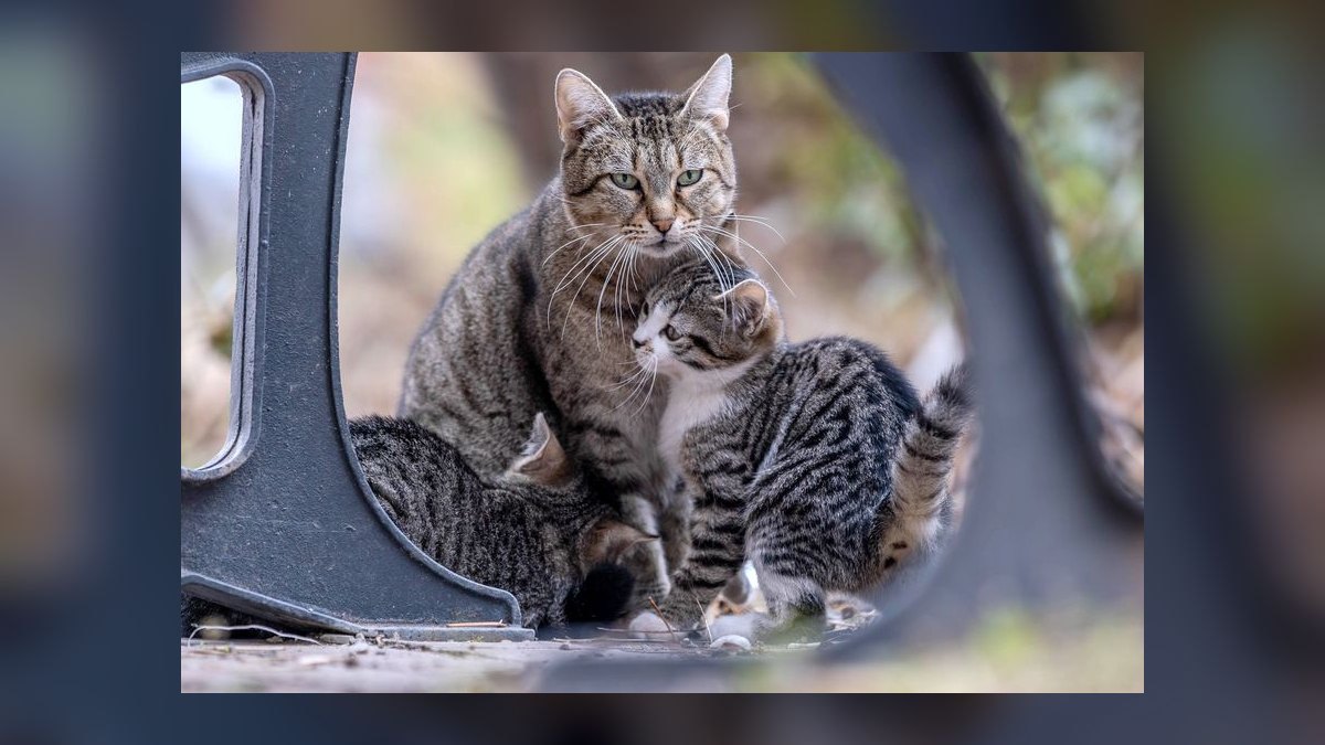 How do I introduce a new cat to my resident cat peacefully — figure 3