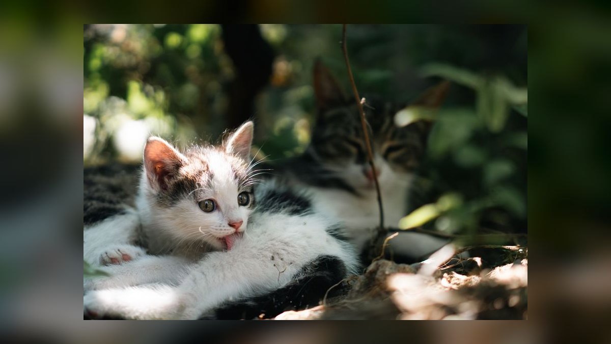 How do I introduce a new cat to my resident cat peacefully — figure 4