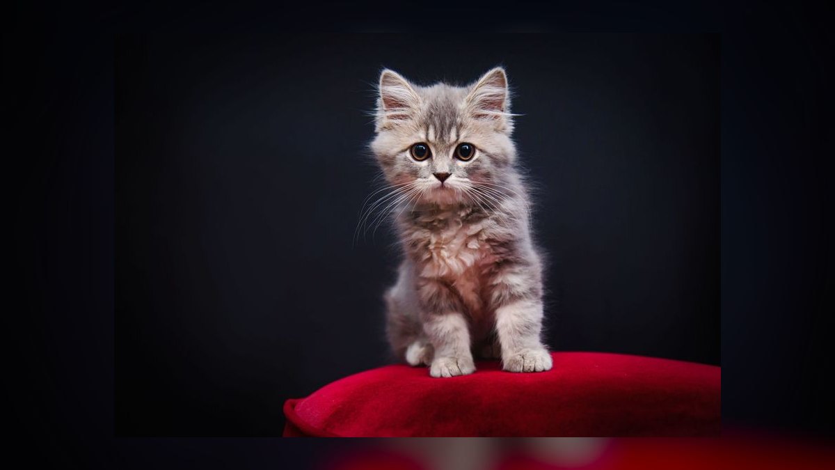 How do I introduce a new cat to my resident cat peacefully — figure 5