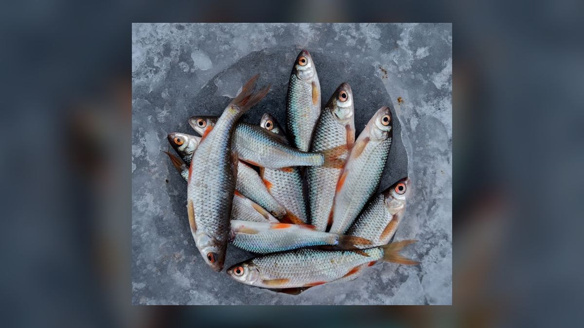 Top 10 best frozen fish foods 2027 — figure 2