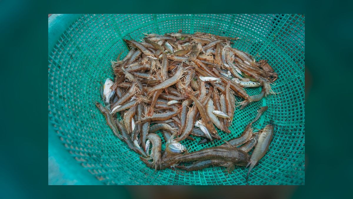 Top 10 best frozen fish foods 2027 — figure 4