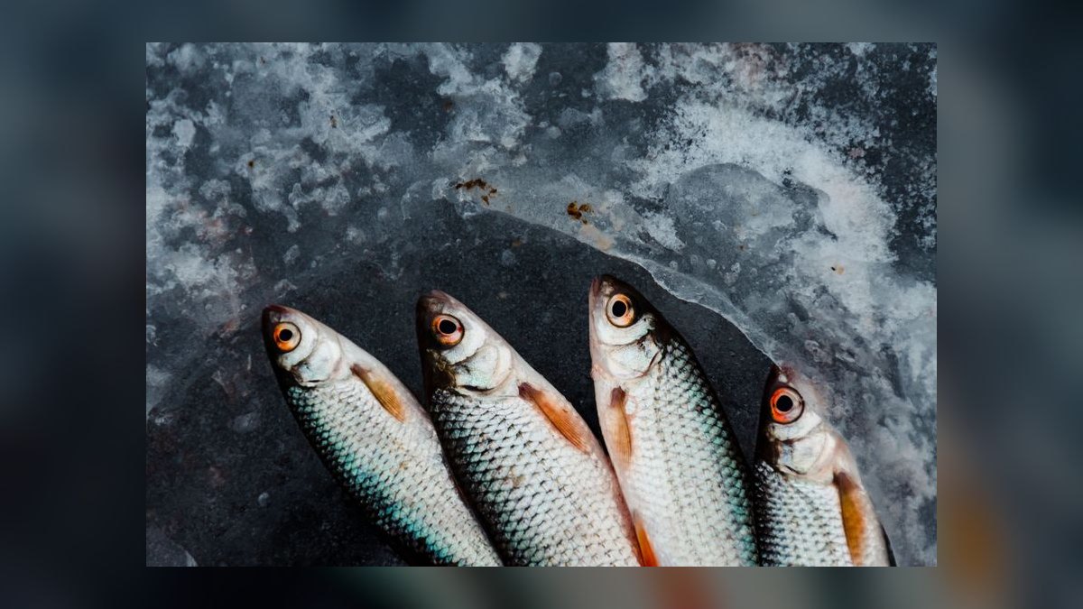 Top 10 best frozen fish foods 2027 — figure 6