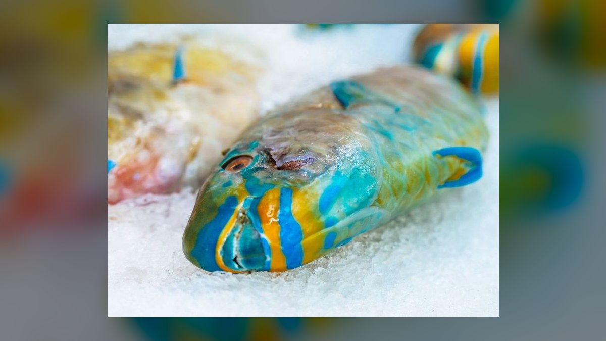 Top 10 best frozen fish foods 2027 — figure 8