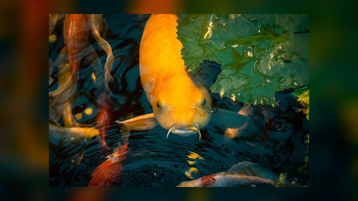 Top 10 best frozen fish foods 2027 — figure 9