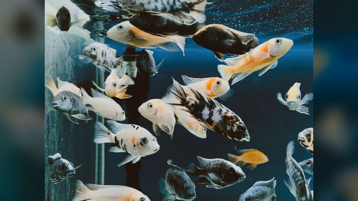 Top 10 aquarium heater wattage 2027 — figure 4