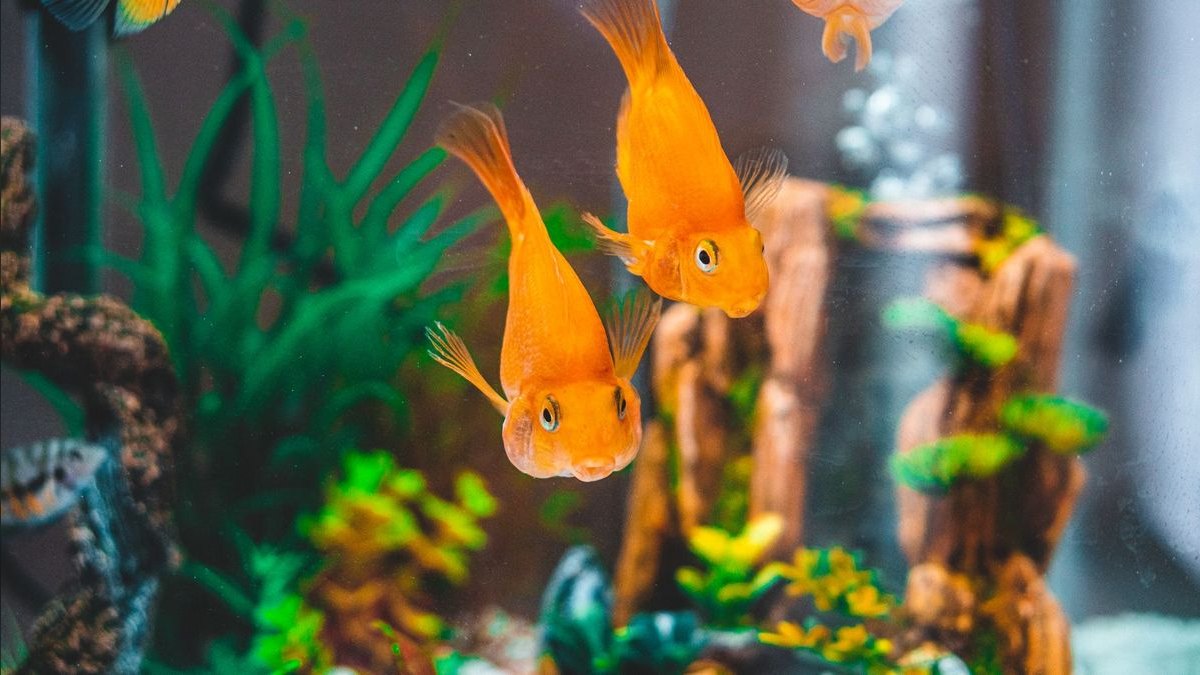 Top 10 aquarium heater wattage 2027 — figure 5