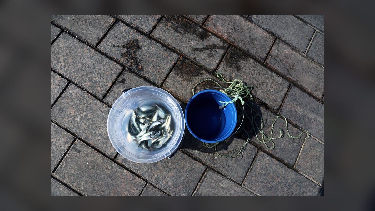 Top 10 fish acclimation methods 2027 — figure 6