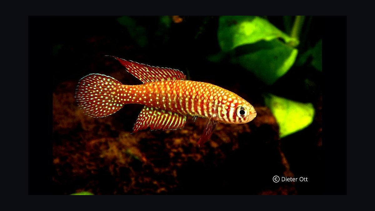 Top 10 killifish for beginners 2027 — figure 10