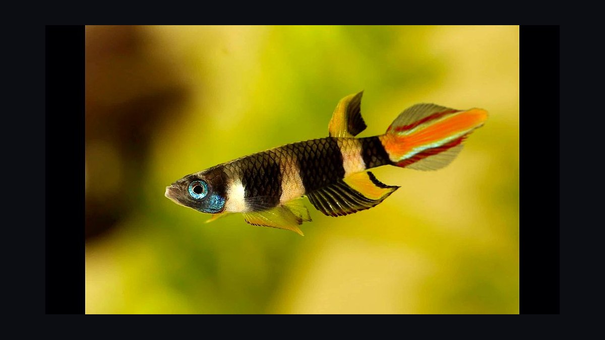 Top 10 killifish for beginners 2027 — figure 2