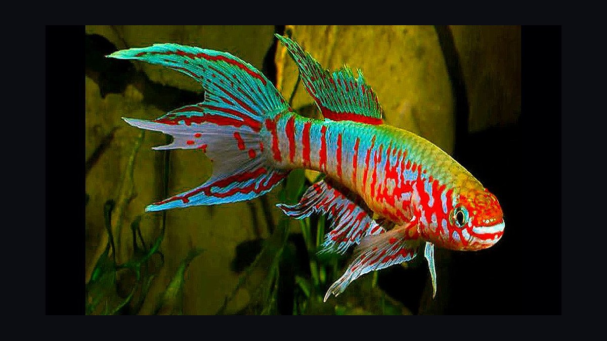 Top 10 killifish for beginners 2027 — figure 3