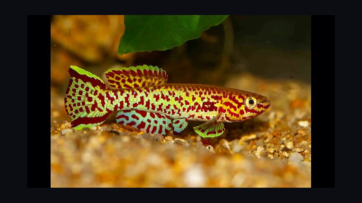 Top 10 killifish for beginners 2027 — figure 4