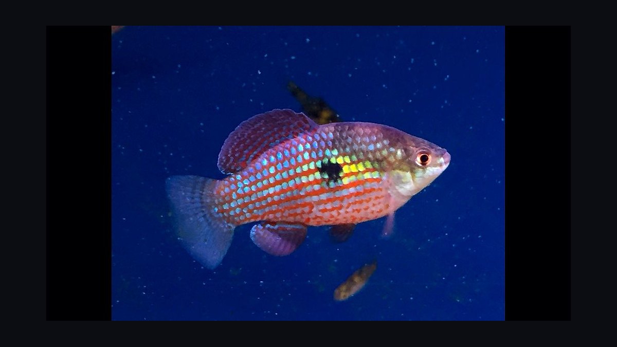 Top 10 killifish for beginners 2027 — figure 5