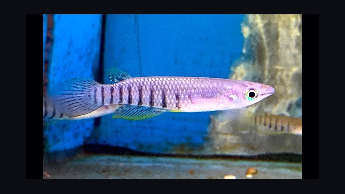 Top 10 killifish for beginners 2027 — figure 6