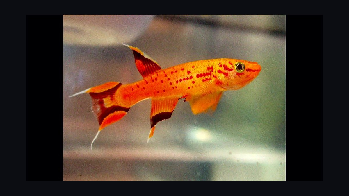 Top 10 killifish for beginners 2027 — figure 7