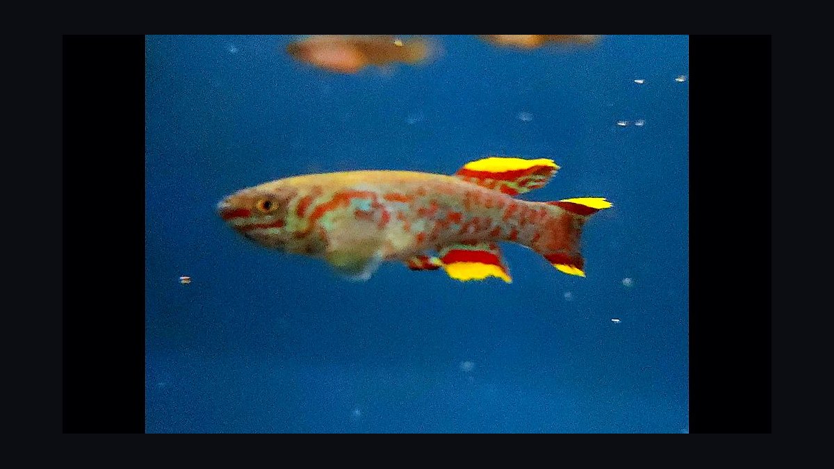 Top 10 killifish for beginners 2027 — figure 8