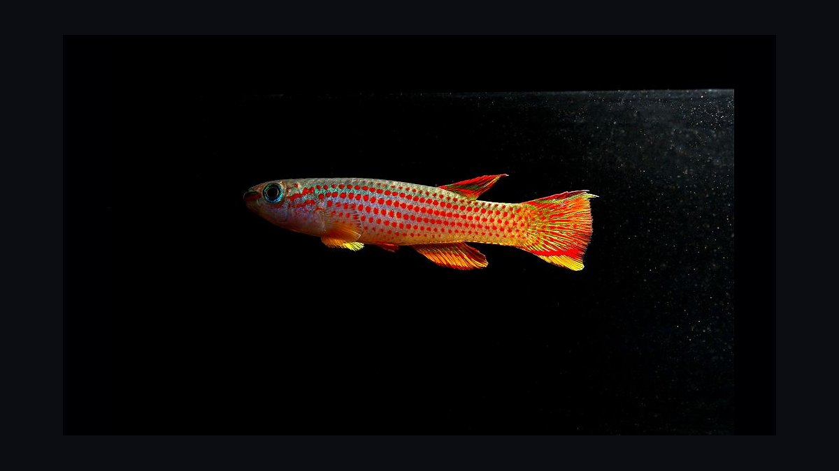 Top 10 killifish for beginners 2027 — figure 9