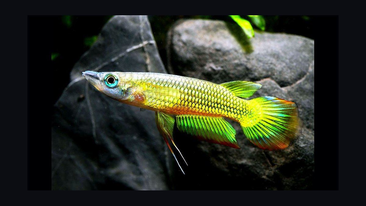 Top 10 killifish for beginners 2027