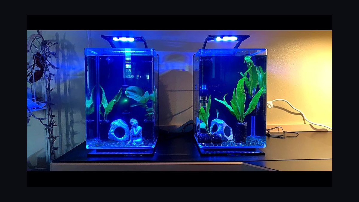Top 10 best betta tank setups 2027 — figure 3