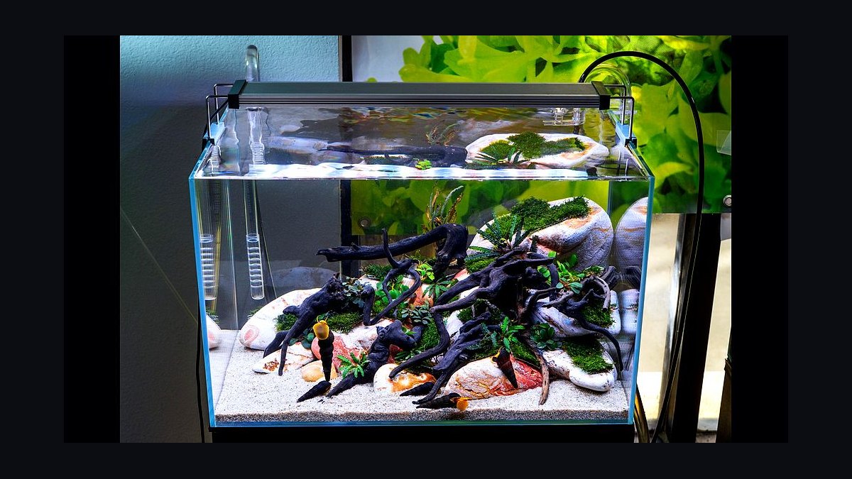 Top 10 best betta tank setups 2027 — figure 5