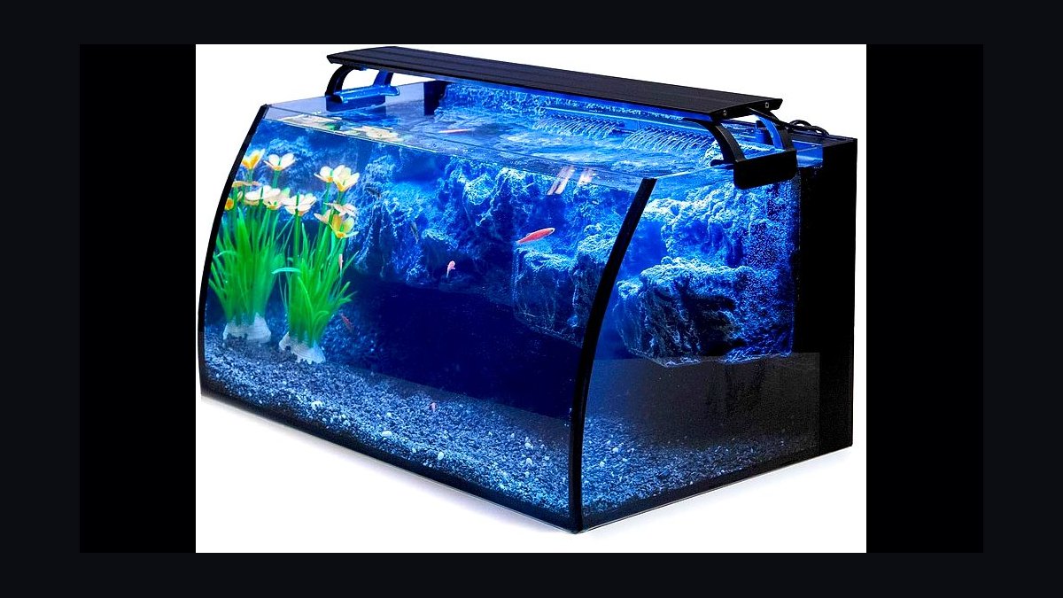 Top 10 best betta tank setups 2027 — figure 6