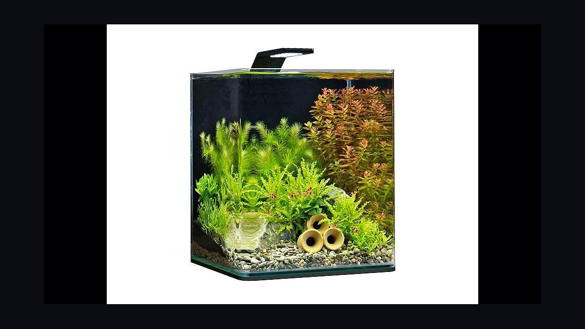 Top 10 best betta tank setups 2027 — figure 8