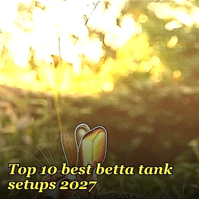 Top 10 best betta tank setups 2027
