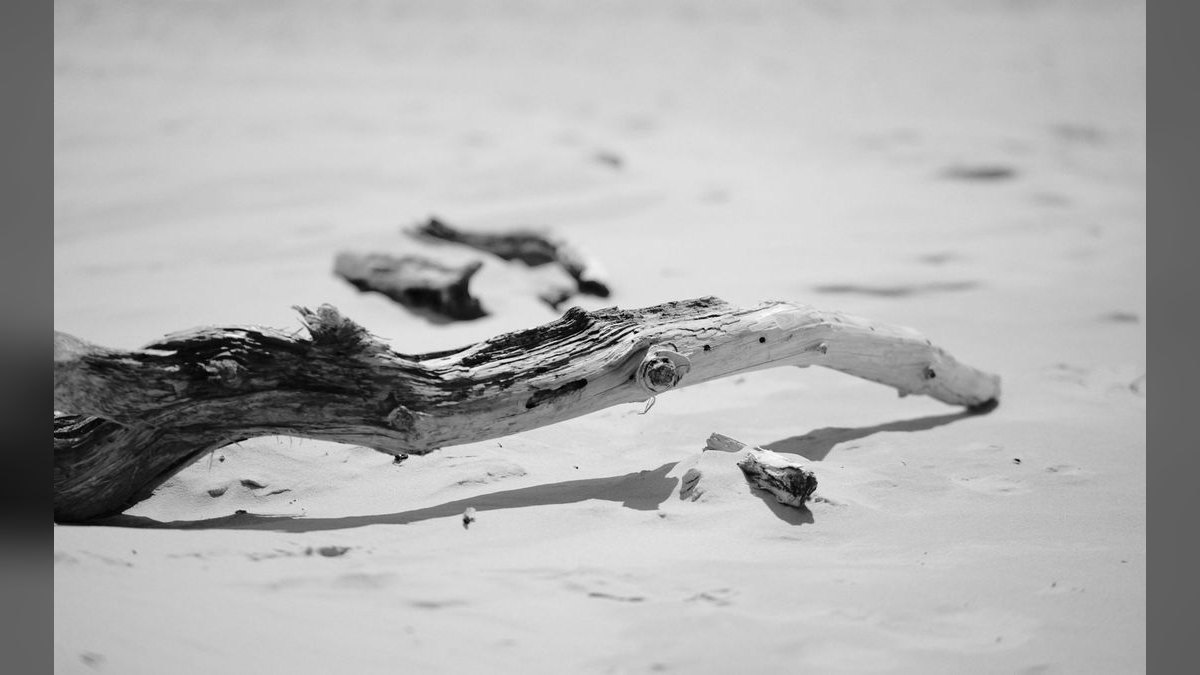 Top 10 driftwood for aquariums 2027 — figure 1