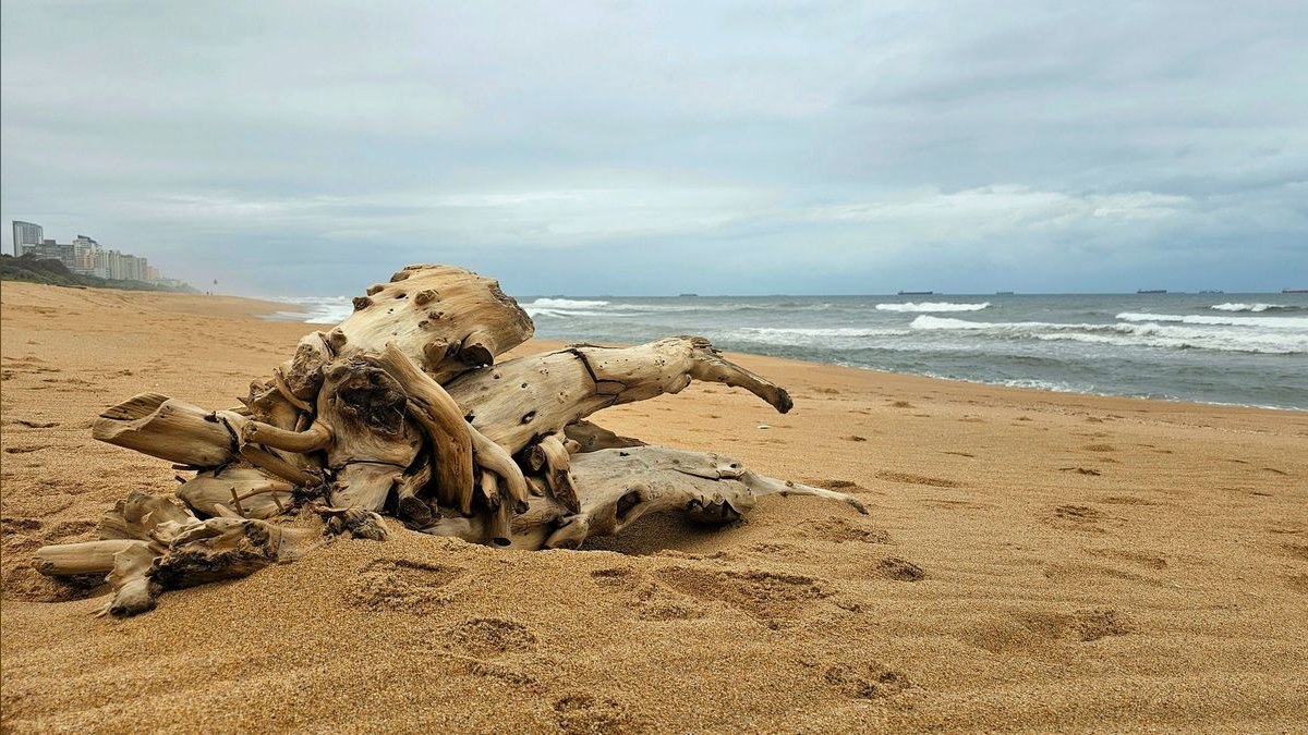 Top 10 driftwood for aquariums 2027 — figure 2