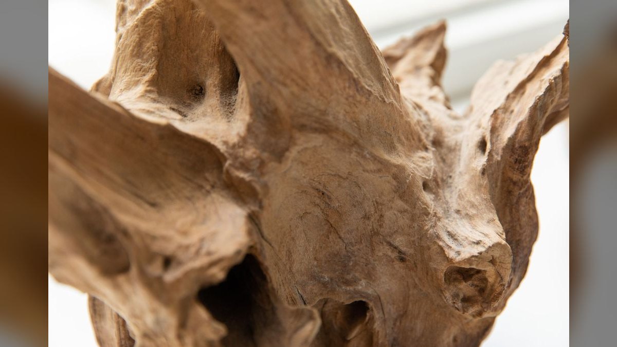 Top 10 driftwood for aquariums 2027 — figure 3