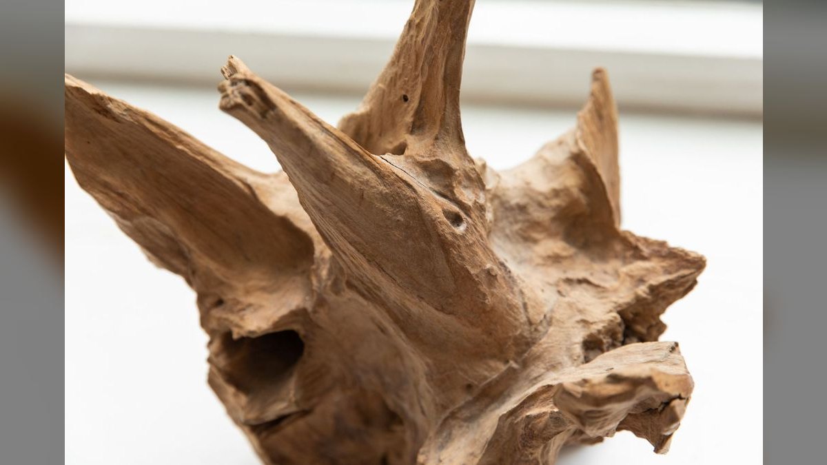 Top 10 driftwood for aquariums 2027 — figure 5